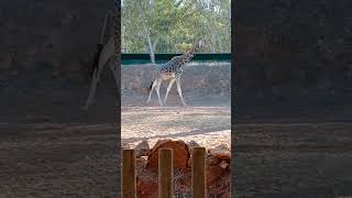 Jardin Zoologique De Rabat [upl. by Anyrb]