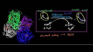 Aldehyde Dehydrogenase Physiology Biochemistry and Mechanism [upl. by Roche]