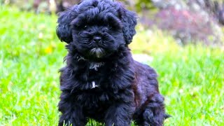 Shih Poo  The Ultimate Owners Guide [upl. by Virgil]