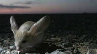 Longeared Jerboa extraordinary desert creature [upl. by Liddy]