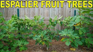 How To Espalier Fruit Trees With A Double Cordon Trellis System [upl. by Ayotak]