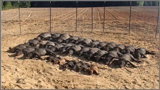 Wild Hog Trapping  9 3333 Feral Hog Capture  JAGER PRO™ [upl. by Jinny]