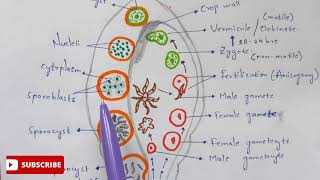 Plasmodium vivax in mosquito phase  Detailed  NEET  Bio science [upl. by Varipapa]