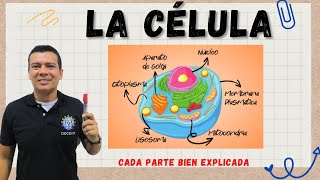 LA CÉLULA ESTRUCTURA Y FUNCIÓN CELULAR MITOCONDRIAS RIBOSOMAS LISOSOMAS ETC [upl. by Sweyn]