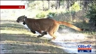 Rare spotting of Florida panther in Fernandina Beach neighborhood [upl. by Noisla297]