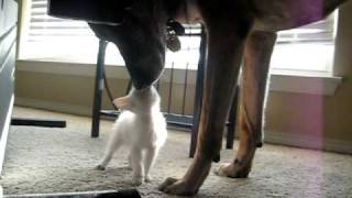 Retired Military Working Dog discovers first kitten [upl. by Eniak]