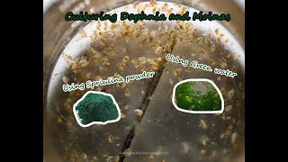 How To Culture Daphnia and Moinas using Green Water Spirulina powder [upl. by Einnov438]