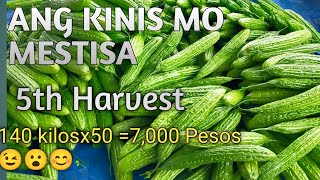 MESTISA F1 AMPALAYA  5th Harvest [upl. by Haron]