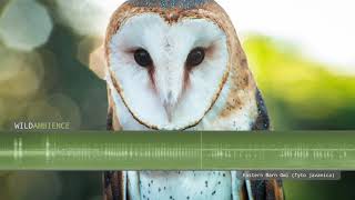 Eastern Barn Owl Sounds amp Calls [upl. by Eiba772]