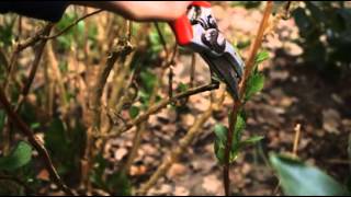 How to prune for beginners  Grow at Home  Royal Horticultural Society [upl. by Ahsinnor294]