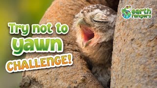 Whatever you do DO NOT YAWN Take the try not to yawn challenge [upl. by Aihsenad12]