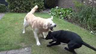 Black Lab and Golden Retrievers daily garden fight [upl. by Nnaitsirk]