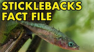 Stickleback Fact File British Wildlife Facts [upl. by Ennairac]