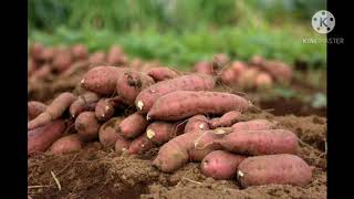 Sweet potato Ipomoea batatas cultivation [upl. by Aneerahs831]