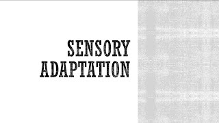 Sensory Adaptation  Anatomy amp Physiology [upl. by Ellebyam]