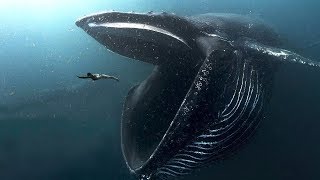 10 BIGGEST Ocean Creatures In The World [upl. by Anuala418]