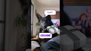 Retired Police Dogs Hilarious Reaction [upl. by Guria]