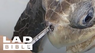 Trash Isles Turtle Gets Plastic Straw Removed From Its Nose By Rescuers  ladbiblestories [upl. by Ennovyhc296]