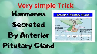 Hormones Secreted From Anterior Pituitary Gland  Short Trick  Mnemonic [upl. by Egwin]