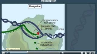 Transcription Animation [upl. by Nomyaw849]