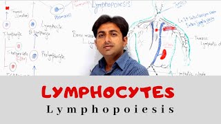 Lymphocytes Lymphopoiesis  B Lymphoctes vs T Lymphocytes  Hematology V  CD4 vs CD8 [upl. by Natfa]