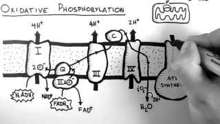 Cellular Respiration 5  Oxidative Phosphorylation [upl. by Tad186]