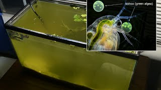 Raising Daphnia for the Freshwater Aquarium [upl. by Tilly]