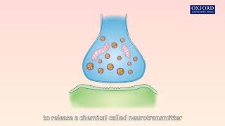 Animation 161 Transmission of nerve impulses between neurones [upl. by Ainecey]