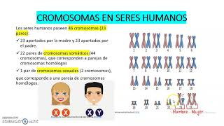 LOS CROMOSOMAS EN SERES HUMANOS [upl. by Humpage314]