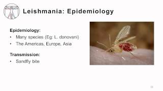 Protozoa Tissue Infections [upl. by Annaitat]