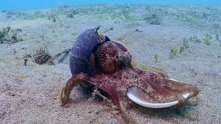 Coconut Octopus stilt walking collecting shells to use as armor  Amphioctopus marginatus [upl. by Novaat594]