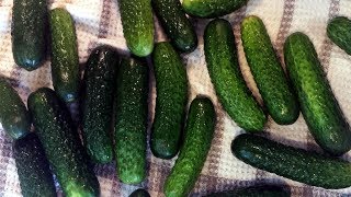 Somewhat Kosher Dill Pickles recipe [upl. by Arakat]