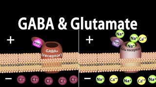 Neuroscience Basics GABA and Glutamate Animation [upl. by Erna]