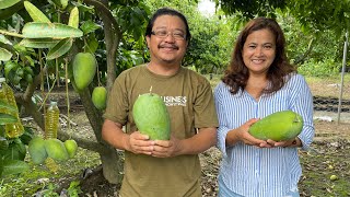 GIANT BEST TASTING MANGO in the WORLD [upl. by Odnamra]