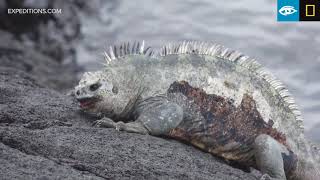 Marine Iguana Fight  Galápagos  Lindblad ExpeditionsNational Geographic [upl. by Nwahshar]