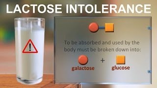 Lactose intolerance IQOGCSIC [upl. by Srevart]