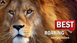 My ROARING COMPILATION  BEST ROARS on YouTube revised [upl. by Euqitsym]