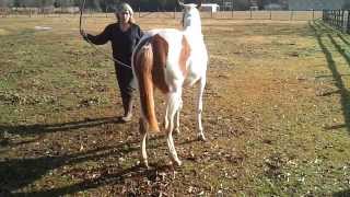 Equine Ataxia Need diagnosis part 1 [upl. by Paulette]