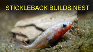 Stickleback Building Nest [upl. by Aaberg]