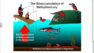 Bioaccumulation [upl. by Ayatan]