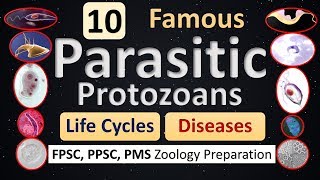 Parasitism  10 Protozoan Parasites  Life Cycle  Diseases  Features [upl. by Drahcir]