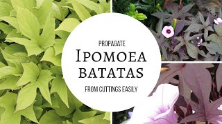 Ipomoea Batatas Easy propagation root cuttings within one week [upl. by Yrrag]