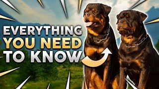 ROTTWEILER 101 Everything You Need To Know About Owning a Rottie Puppy [upl. by Troc408]