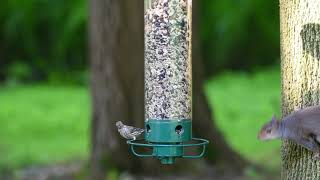 Yankee Flipper SquirrelProof Bird Feeder [upl. by Dannica]