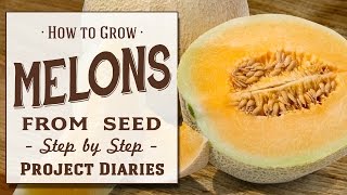 ★ How to Grow Melons from Seed A Step by Step Guide [upl. by Noicnecsa568]