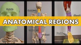 Anatomical Regions [upl. by Lemmor]