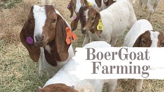 Boer Goat Farming for Meat and Stud [upl. by Fia114]