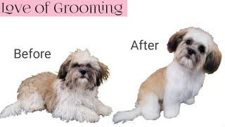 ShihPoo Puppy first Grooming [upl. by Gosselin439]