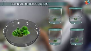 Tissue Culture [upl. by Carree]