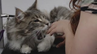 Giant Maine Coon cat ATTACKS groomer [upl. by Rosenfeld]